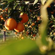 Μία ασθένεια θα μπορούσε να σημάνει το οριστικό τέλος για τα εσπεριδοειδή!