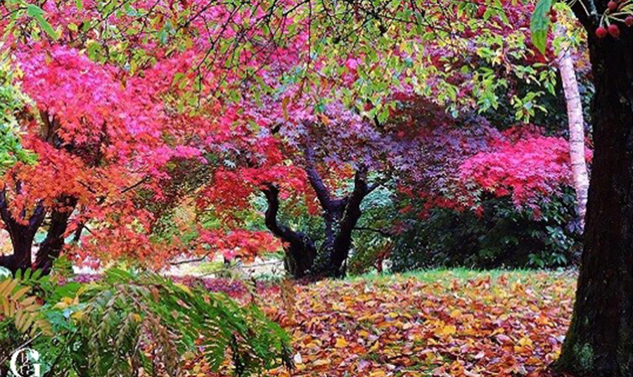 Οι εντυπωσιακοί κήποι του Batsford Arboretum είναι επισκέψιμοι 