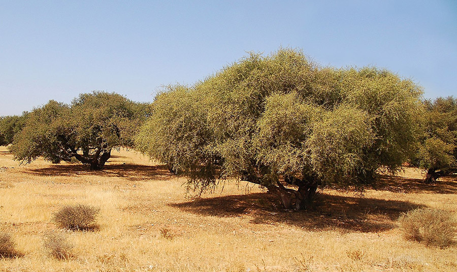 δέντρα argan