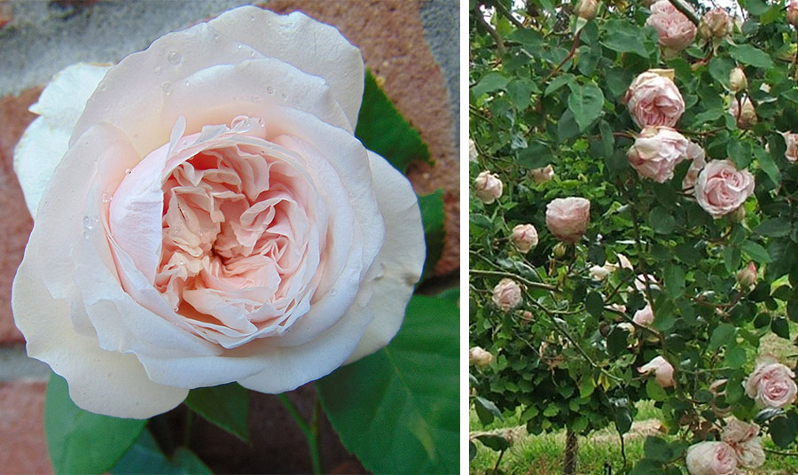 Το είδος Rosa Souvenir de Malmaison 