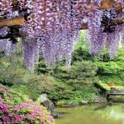 Dubai Miracle Garden: Ο κήπος των θαυμάτων!