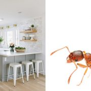 Απαλλαγείτε από τα μυρμήγκια στην κουζίνα χωρίς χημικά!