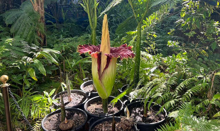 Εντυπωσιακό στην όψη, το titan arum είναι ένα παράδειγμα λουλουδιού που δεν μυρίζει καθόλου ωραία. Αυτό το τεράστιο λουλούδι είναι εγγενές στη Σουμάτρα και μυρίζει σαν σάρκα που σαπίζει