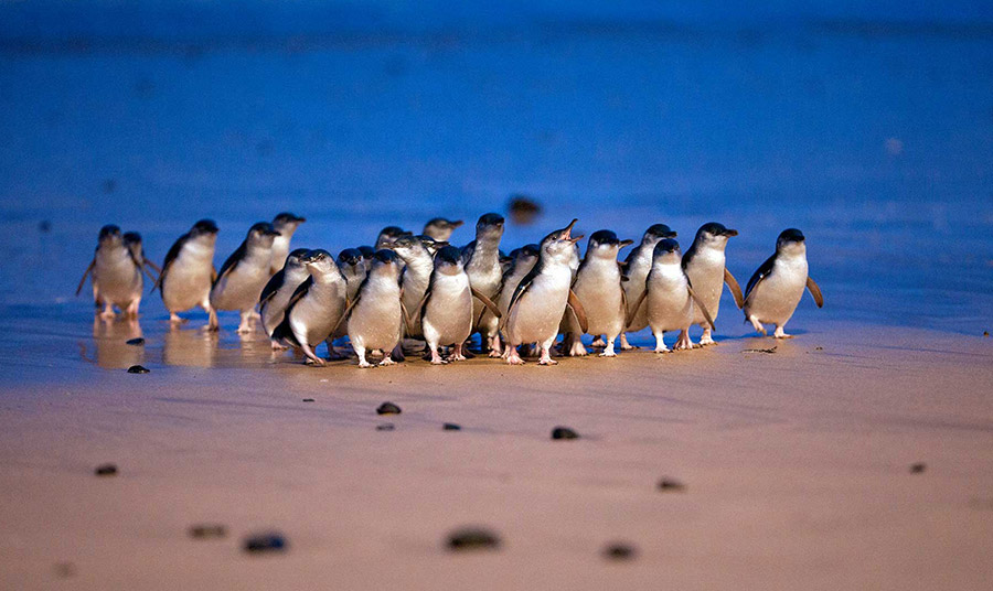 © PHILLIP ISLAND NATURE PARKS 